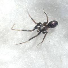 Phrurolithidae