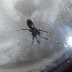 Phrurolithidae