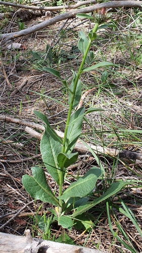 Klasea flavescens subsp. mucronata image