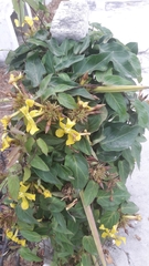 Prestonia mollis