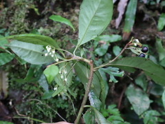 Ardisia chinensis