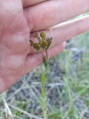 Euphorbia microcarpa