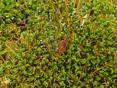Tortula muralis aestiva