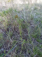 Euphorbia microcarpa