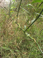 Solanum amygdalifolium