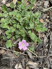 Geranium incanum