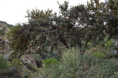 Phragmanthera austroarabica