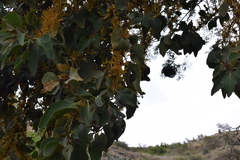 Phragmanthera austroarabica