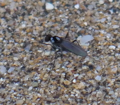 Conchopus