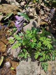 Corydalis sheareri