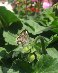 Cacyreus marshalli