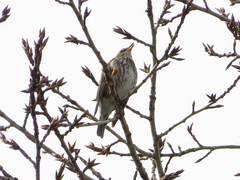 Turdus iliacus