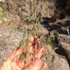 Juniperus flaccida