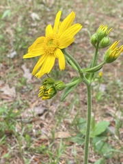 Arnica acaulis