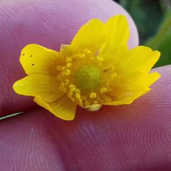 Ranunculus