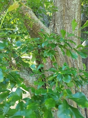 Quercus nigra