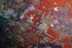 Camposcia