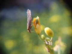 Nomophila noctuella