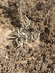 Dudleya virens insularis