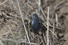Tentyria nomas