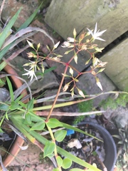 Crassula sarmentosa
