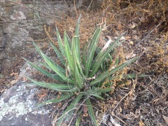 Agave schidigera
