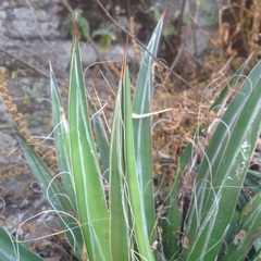 Agave schidigera