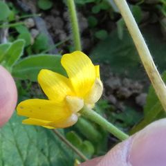 Ranunculus