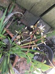 Crassula sarmentosa