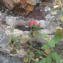 Salvia pulchella