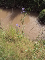 Solanum amygdalifolium