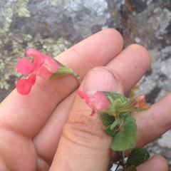 Salvia pulchella