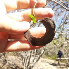 Microlobius foetidus