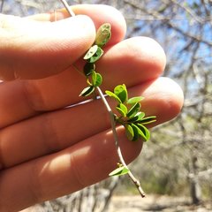 Microlobius foetidus