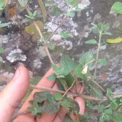 Salvia pulchella