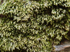 Plasteurhynchium striatulum