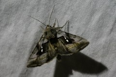 Macdunnoughia purissima