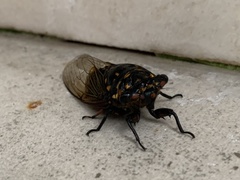 Cryptotympana mandarina