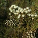 Brunia noduliflora - Photo (c) Carina Lochner,  זכויות יוצרים חלקיות (CC BY-NC), הועלה על ידי Carina Lochner