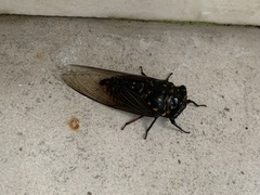 Cryptotympana mandarina