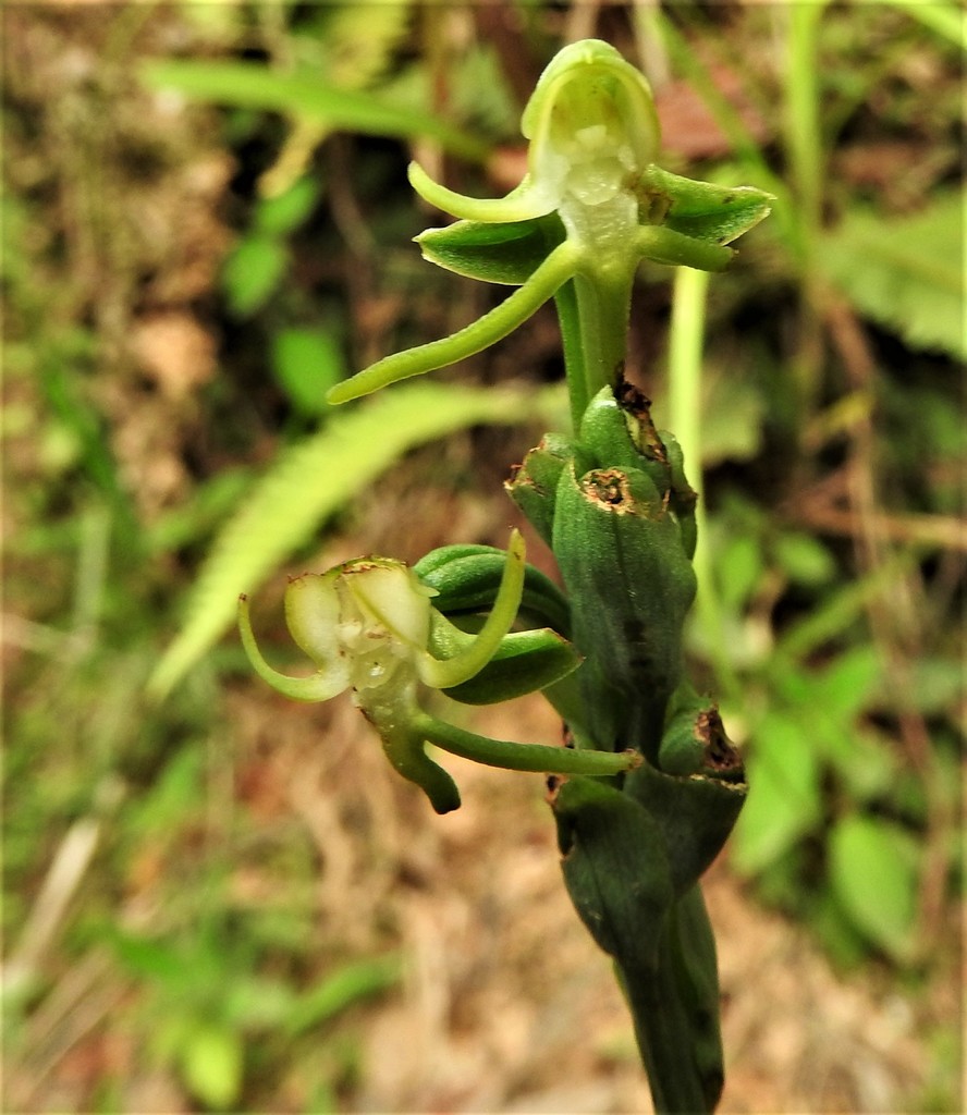 Habenaria entomantha