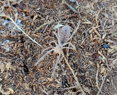 Galeodes araneoides