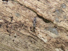 Pogonognathellus elongatus