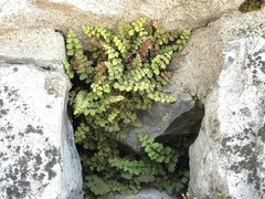 Asplenium petrarchae petrarchae