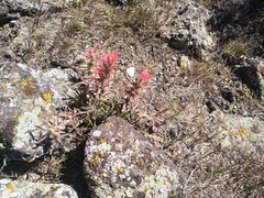 Castilleja angustifolia angustifolia