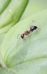 Camponotus vitiosus