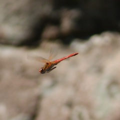 Sympetrum illotum