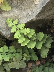 Asplenium petrarchae petrarchae