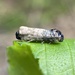 Blue-washed Goldenrod Borer - Photo (c) Bea Leiderman, some rights reserved (CC BY-NC), uploaded by Bea Leiderman