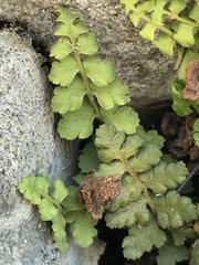 Asplenium petrarchae petrarchae